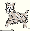 Silky Terrier on the loose